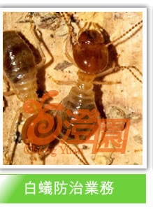 澄園白蟻害蟲防治網站上線服務