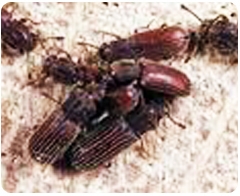 蛀蟲的危害特徵|台南