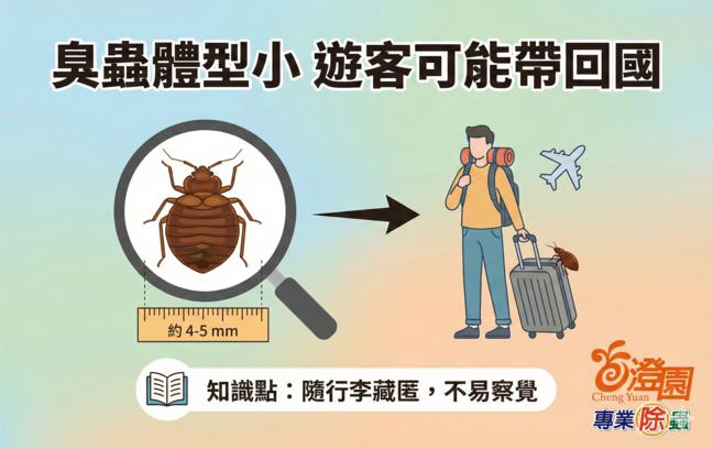 臭蟲體型小 遊客可能帶回國-(澄園除蟲提供小知識)