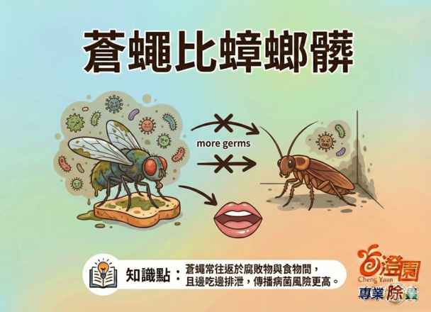 蒼蠅比蟑螂髒-(澄園除蟲知識分享)