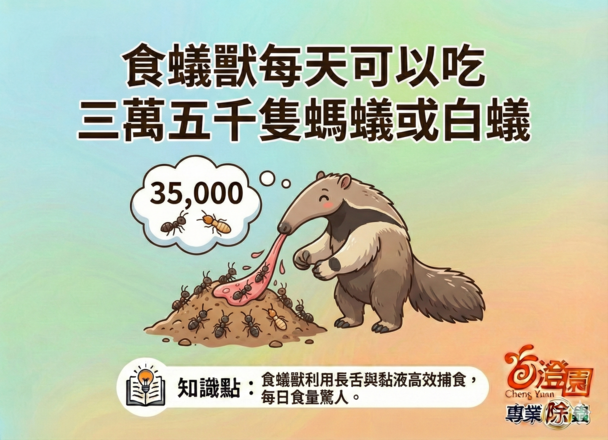 動物園食蟻獸-(澄園除蟲知識分享)