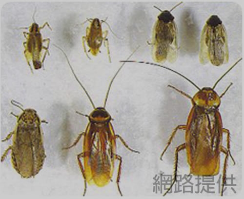 蟑螂防治