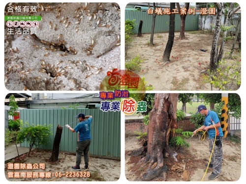 台南南區草地車庫白蟻