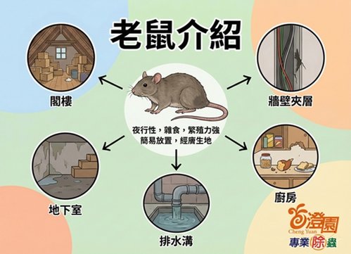 老鼠介紹