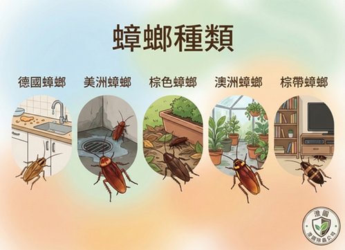 蟑螂防治