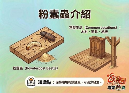 蠹蟲(蛀蟲)介紹